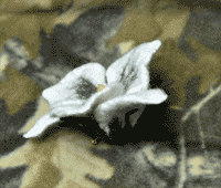 Валяный цветок лилии